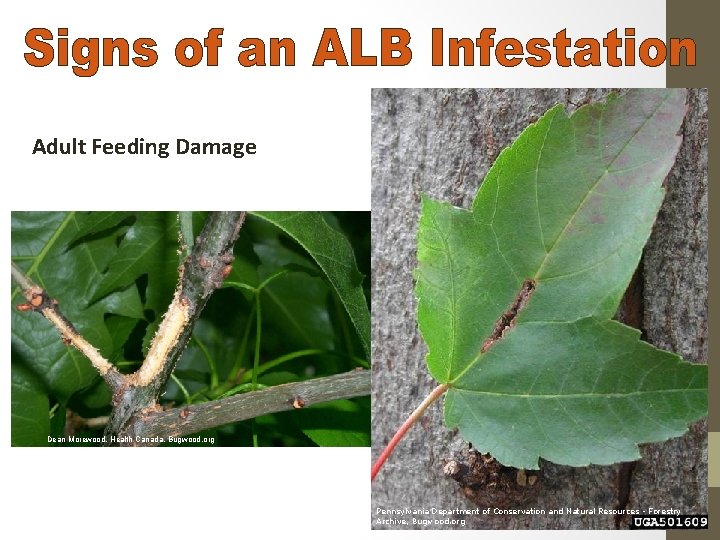 Adult Feeding Damage Dean Morewood, Health Canada, Bugwood. org Pennsylvania Department of Conservation and