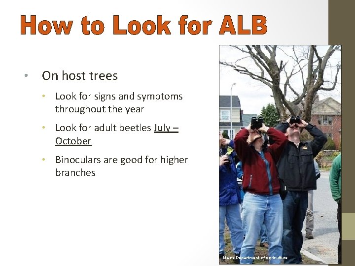  • On host trees • Look for signs and symptoms throughout the year