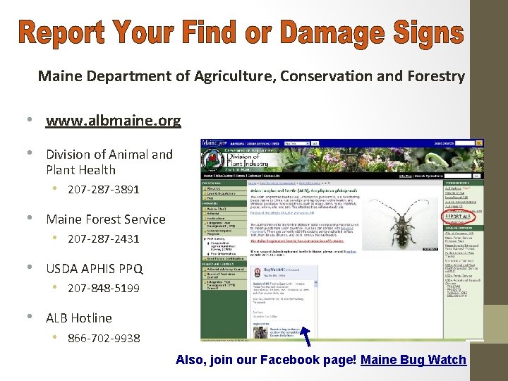 Maine Department of Agriculture, Conservation and Forestry • www. albmaine. org • Division of