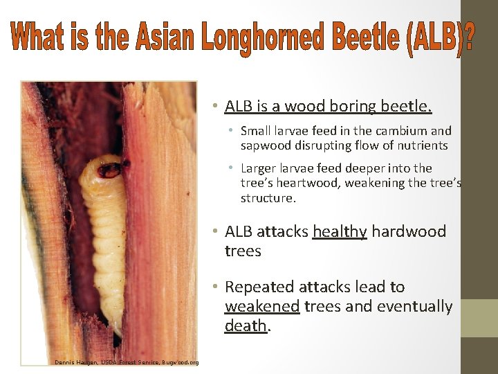  • ALB is a wood boring beetle. • Small larvae feed in the