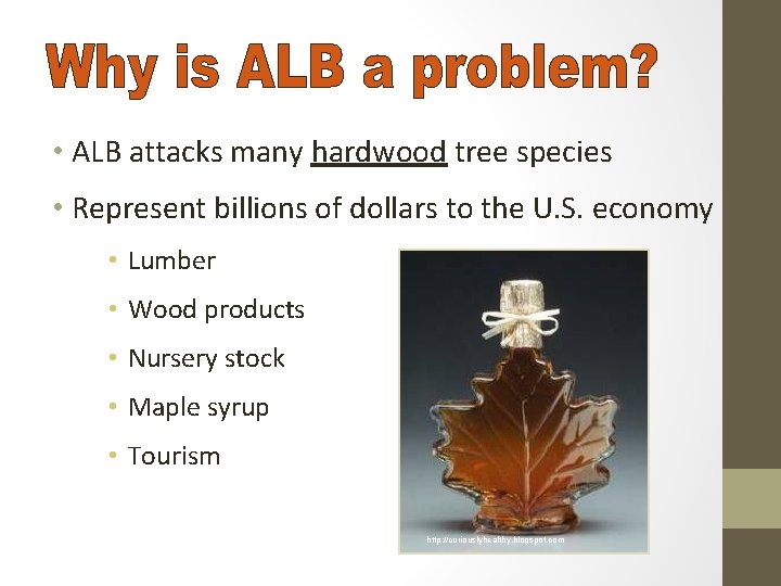  • ALB attacks many hardwood tree species • Represent billions of dollars to