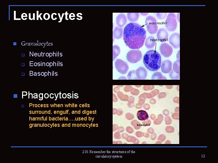 Leukocytes n Granulocytes q q q n Neutrophils Eosinophils Basophils Phagocytosis q Process when