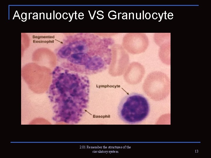 Agranulocyte VS Granulocyte 2. 01 Remember the structures of the circulatory system 13 