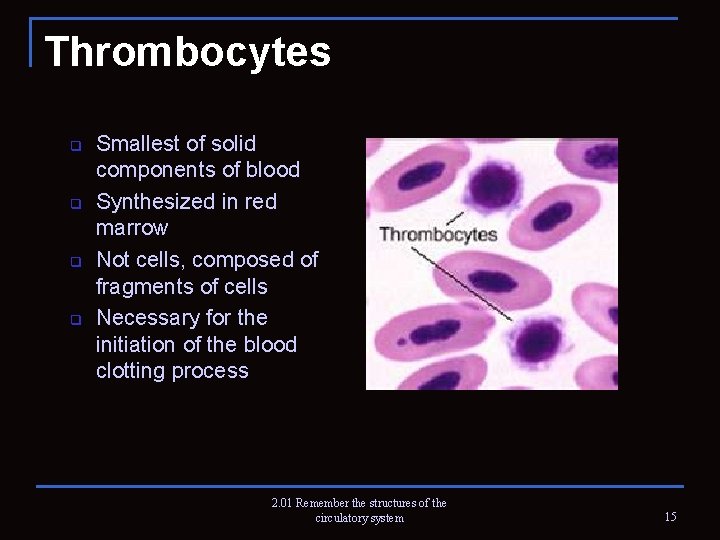 Thrombocytes q q Smallest of solid components of blood Synthesized in red marrow Not