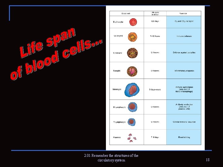 2. 01 Remember the structures of the circulatory system 18 