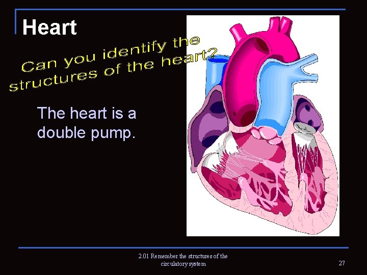 Heart The heart is a double pump. 2. 01 Remember the structures of the