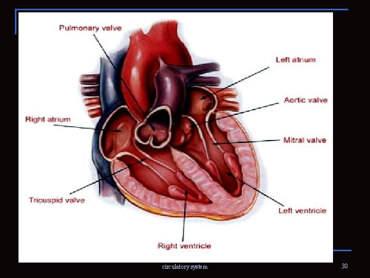 2. 01 Remember the structures of the circulatory system 30 