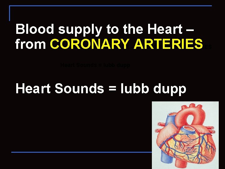 Blood supply to the Heart – ARTERIES from CORONARY Heart Sounds = lubb dupp