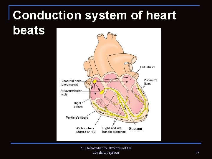 Conduction system of heart beats AV bundle or Bundle of HIS Septum 2. 01