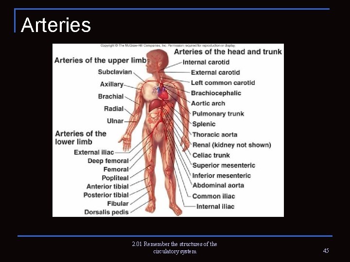 Arteries 2. 01 Remember the structures of the circulatory system 45 