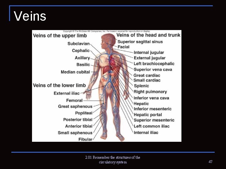 Veins 2. 01 Remember the structures of the circulatory system 47 