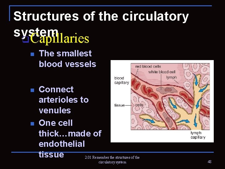 Structures of the circulatory system q Capillaries n The smallest blood vessels n Connect