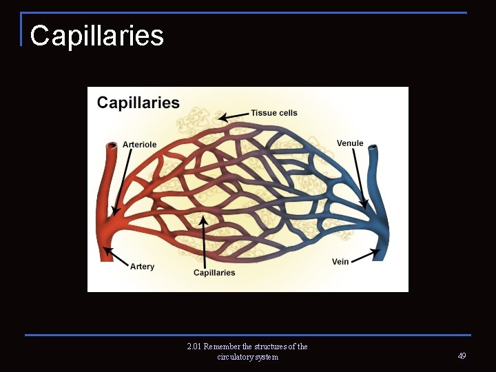 Capillaries 2. 01 Remember the structures of the circulatory system 49 
