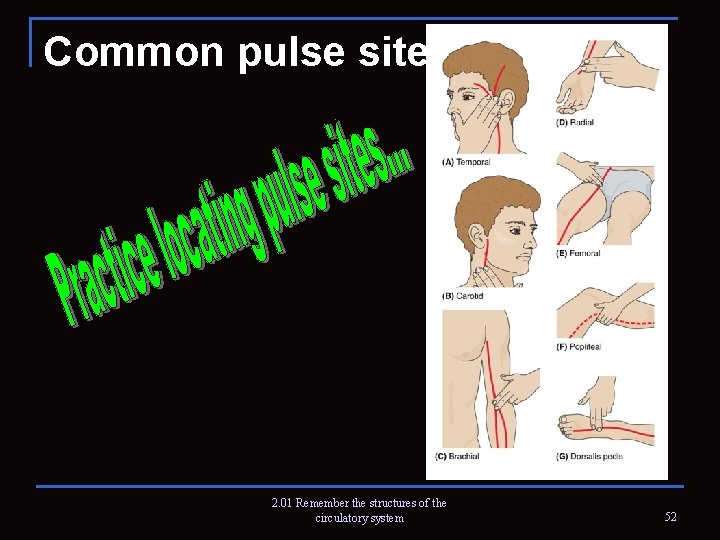 Common pulse sites 2. 01 Remember the structures of the circulatory system 52 