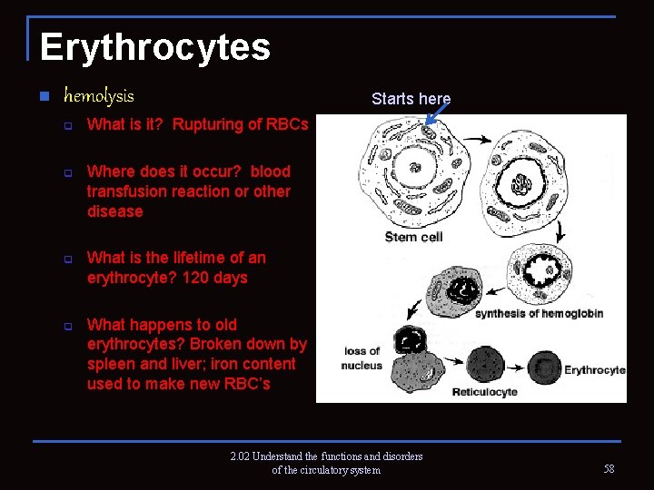 Erythrocytes n hemolysis q q Starts here What is it? Rupturing of RBCs Where