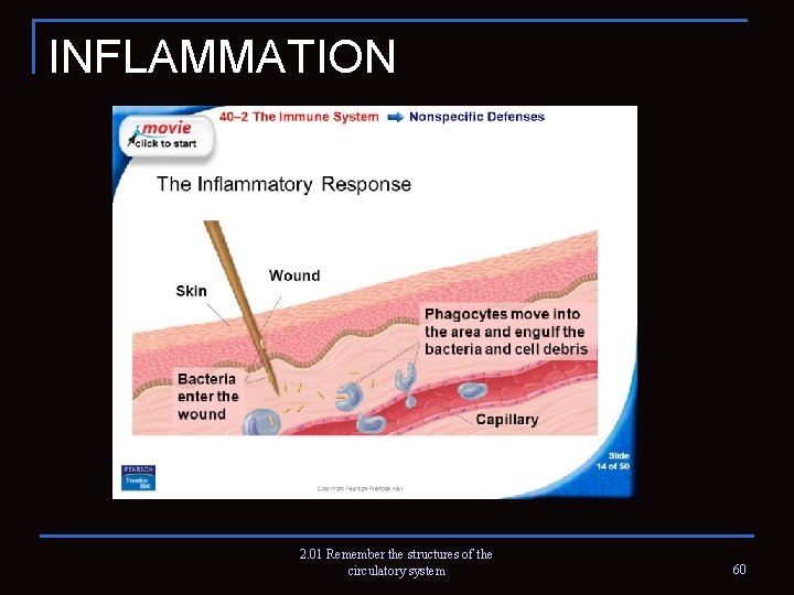INFLAMMATION 2. 01 Remember the structures of the circulatory system 60 