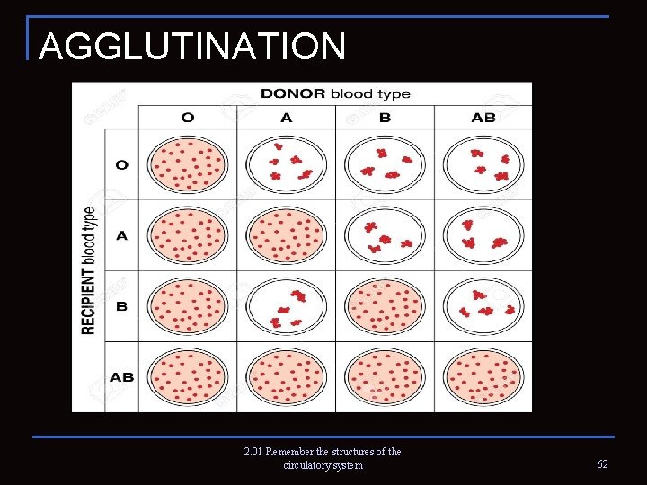 AGGLUTINATION 2. 01 Remember the structures of the circulatory system 62 