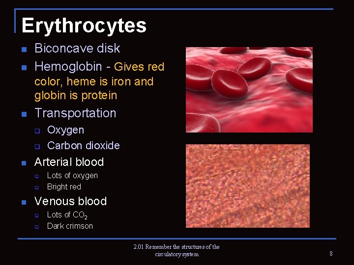 Erythrocytes n n Biconcave disk Hemoglobin - Gives red color, heme is iron and