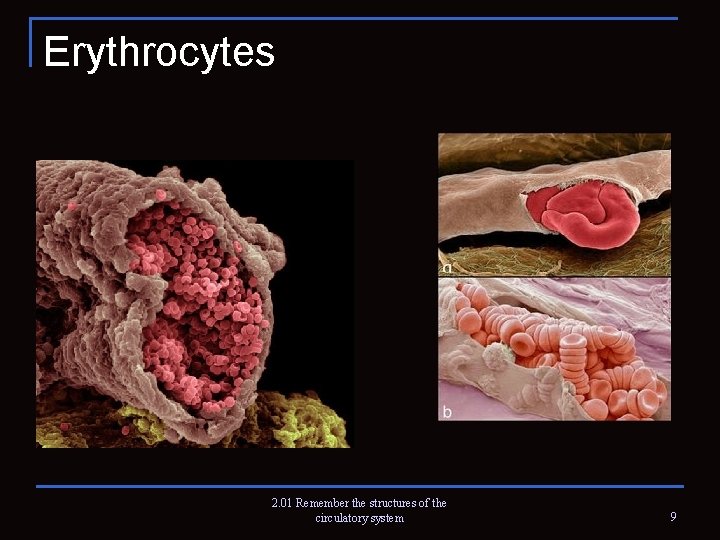Erythrocytes 2. 01 Remember the structures of the circulatory system 9 
