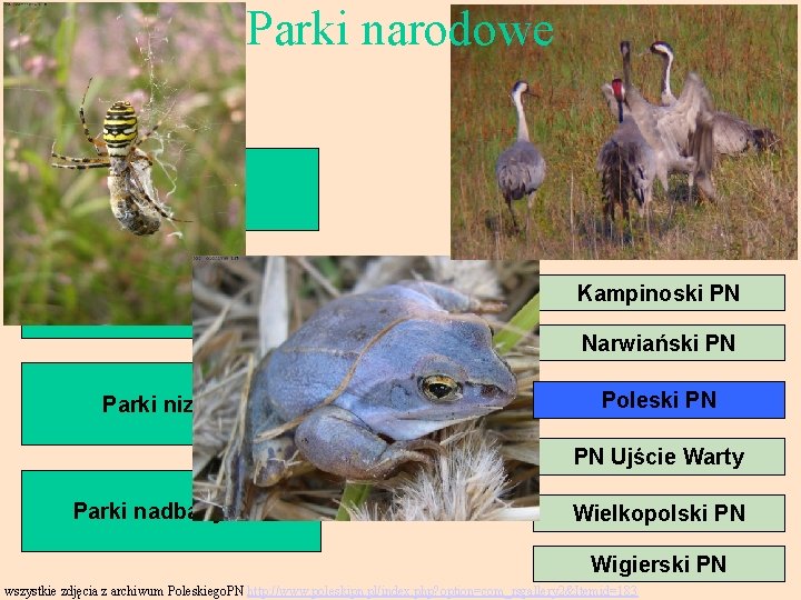 Parki narodowe Białowieski PN Biebrzański PN Parki górskie PN Bory Tucholskie Drawieński PN Parki