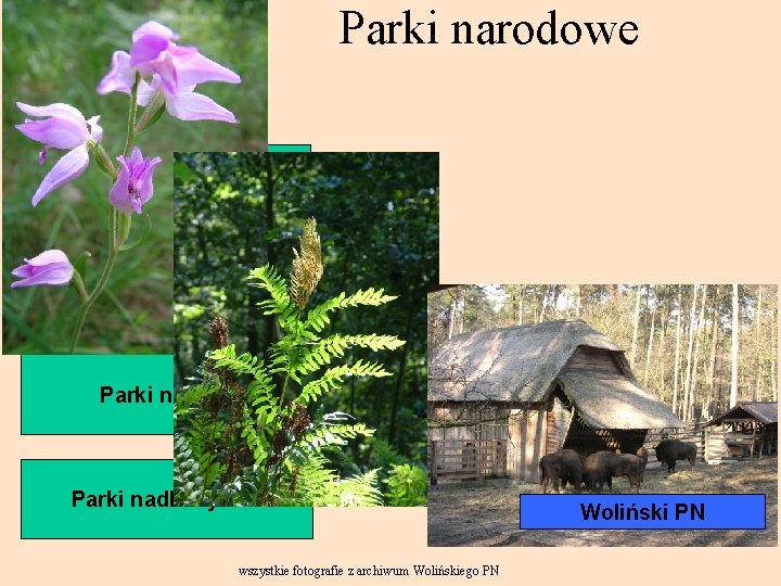 Parki narodowe Parki górskie Parki wyżyn Parki nizinne Słowiński PN Parki nadbałtyckie wszystkie fotografie