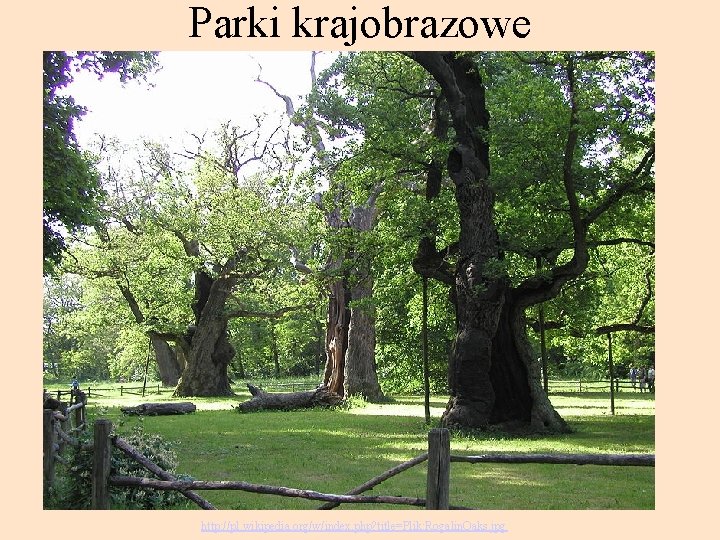 Parki krajobrazowe http: //pl. wikipedia. org/w/index. php? title=Plik: Rogalin. Oaks. jpg 