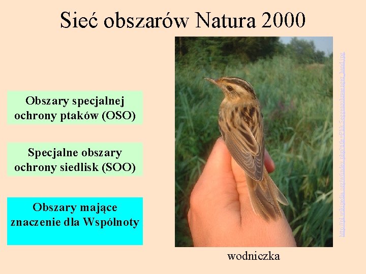 http: //pl. wikipedia. org/w/index. php? title=Plik: Seggenrohrsaenger_hand. jpg Sieć obszarów Natura 2000 Obszary specjalnej