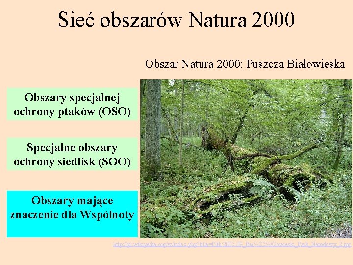 Sieć obszarów Natura 2000 Obszar Natura 2000: Puszcza Białowieska Obszary specjalnej ochrony ptaków (OSO)