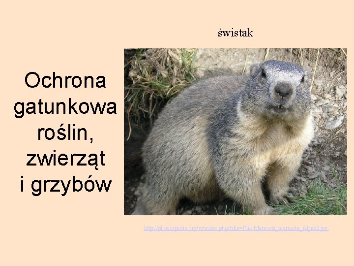 świstak Ochrona gatunkowa roślin, zwierząt i grzybów http: //pl. wikipedia. org/w/index. php? title=Plik: Marmota_marmota_Alpes