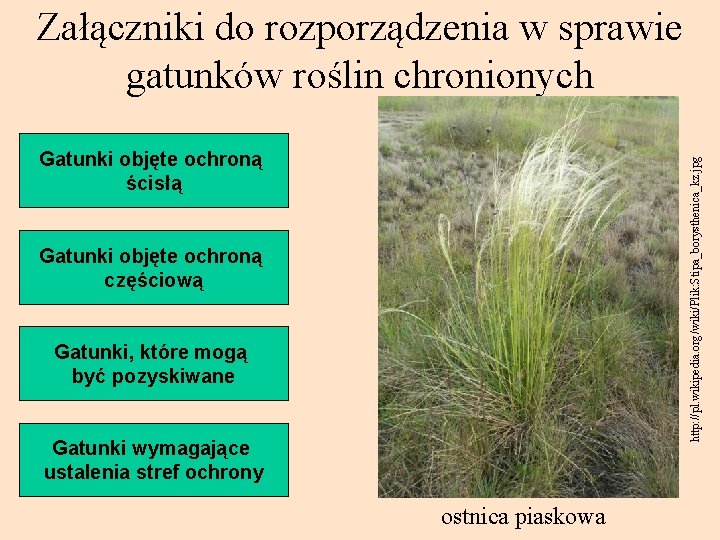 Załączniki do rozporządzenia w sprawie gatunków roślin chronionych http: //pl. wikipedia. org/wiki/Plik: Stipa_borysthenica_kz. jpg