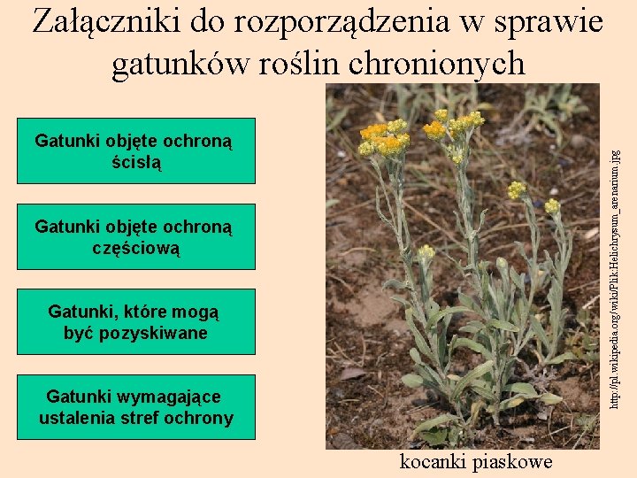 Załączniki do rozporządzenia w sprawie gatunków roślin chronionych http: //pl. wikipedia. org/wiki/Plik: Helichrysum_arenarium. jpg