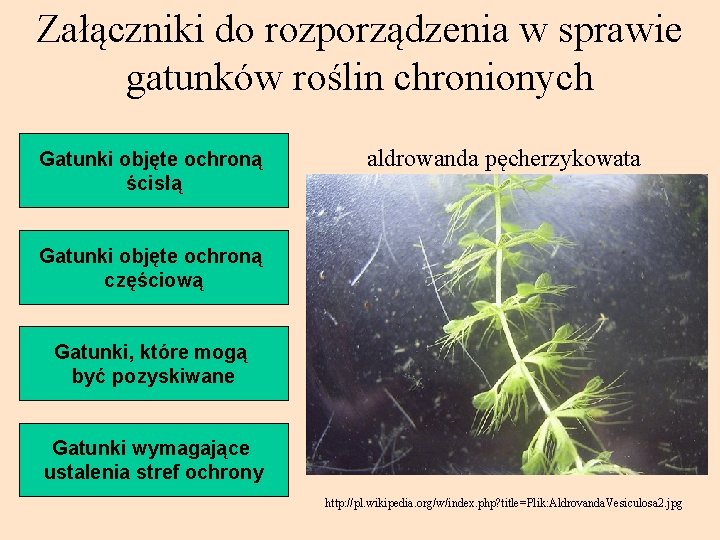 Załączniki do rozporządzenia w sprawie gatunków roślin chronionych Gatunki objęte ochroną ścisłą aldrowanda pęcherzykowata