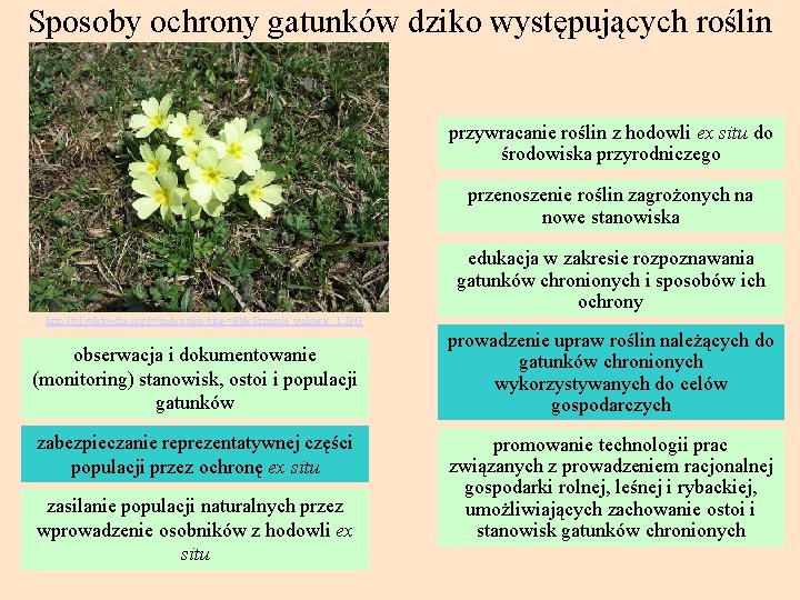 Sposoby ochrony gatunków dziko występujących roślin przywracanie roślin z hodowli ex situ do środowiska