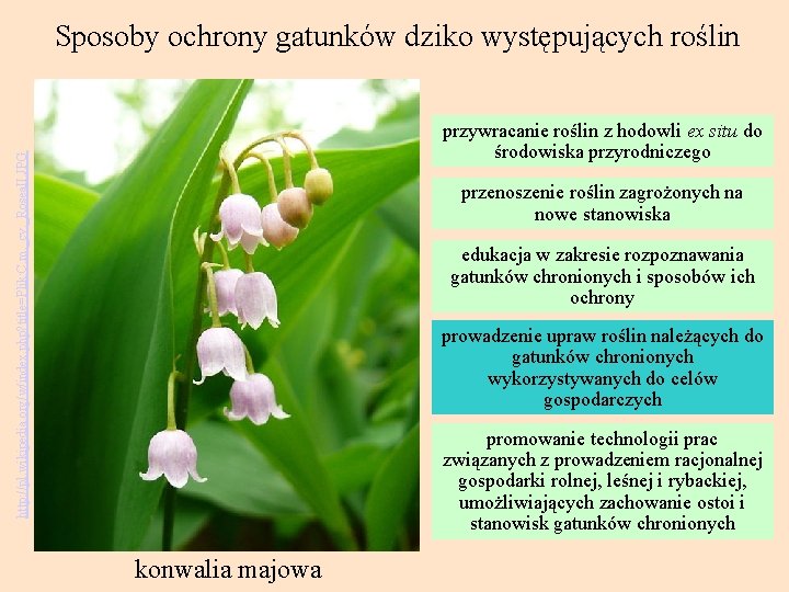 Sposoby ochrony gatunków dziko występujących roślin http: //pl. wikipedia. org/w/index. php? title=Plik: C. m.