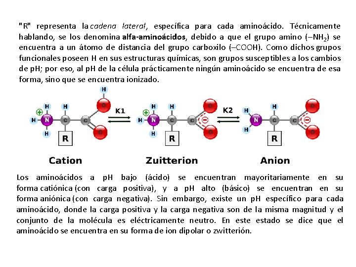 "R" representa la cadena lateral, específica para cada aminoácido. Técnicamente hablando, se los denomina "R" representa la cadena lateral, específica para cada aminoácido. Técnicamente hablando, se los denomina