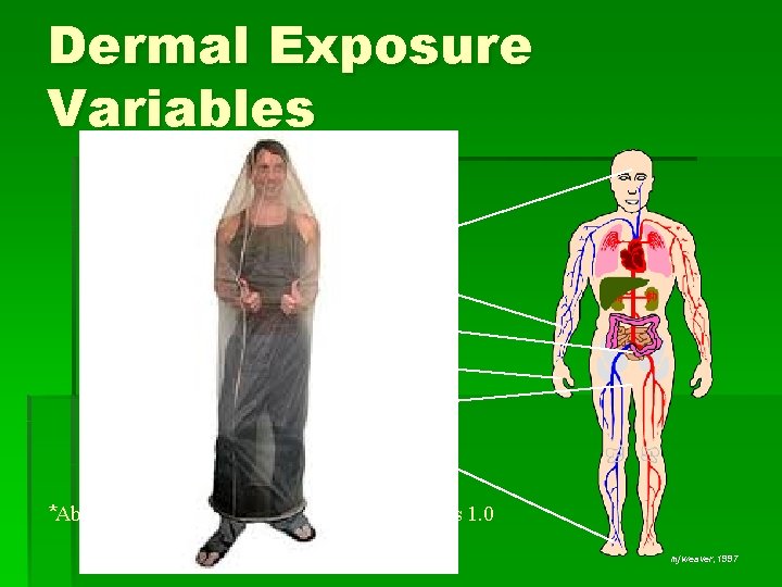 Dermal Exposure Variables Area Rate* forehead forearm abdomen palm scrotum ball of foot 4.