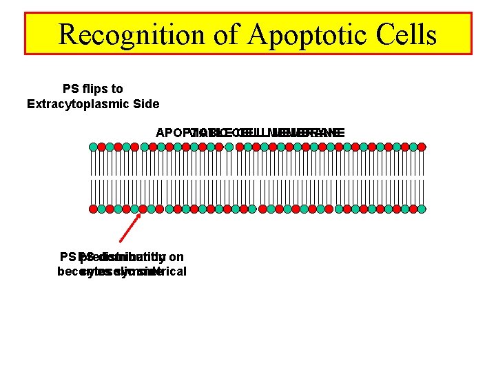 Recognition of Apoptotic Cells PS flips to Extracytoplasmic Side VIABLECELLMEMBRANE APOPTOTIC PS PS predominantly