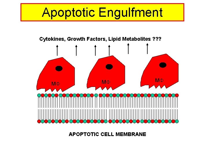 Apoptotic Engulfment Cytokines, Growth Factors, Lipid Metabolites ? ? ? M M APOPTOTIC CELL