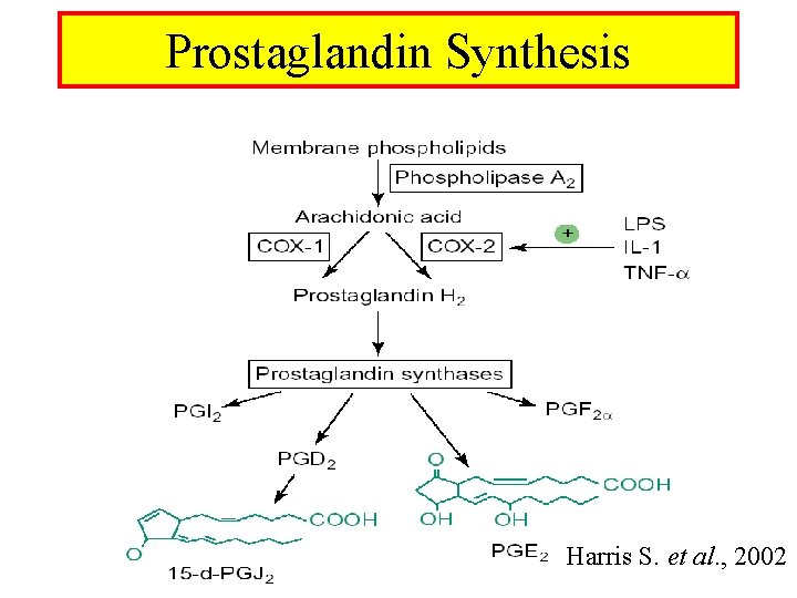 Prostaglandin Synthesis Harris S. et al. , 2002 
