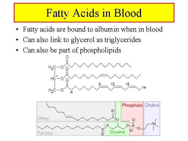 Fatty Acids in Blood • Fatty acids are bound to albumin when in blood