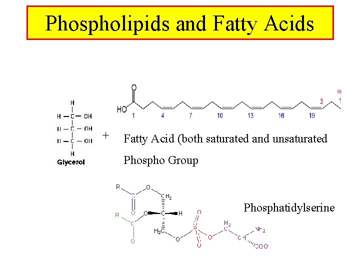 Phospholipids and Fatty Acids + Fatty Acid (both saturated and unsaturated Phospho Group Phosphatidylserine