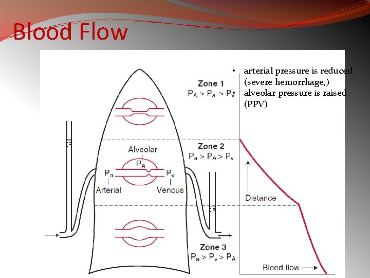 Blood Flow • arterial pressure is reduced (severe hemorrhage, ) • alveolar pressure is
