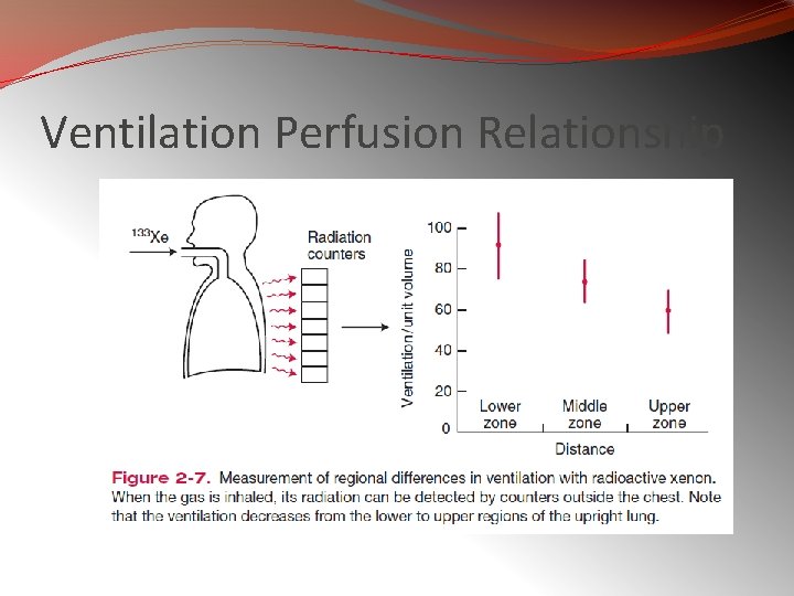 Ventilation Perfusion Relationship 