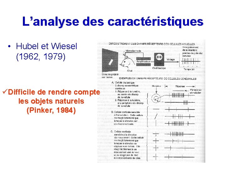 L’analyse des caractéristiques • Hubel et Wiesel (1962, 1979) üDifficile de rendre compte les