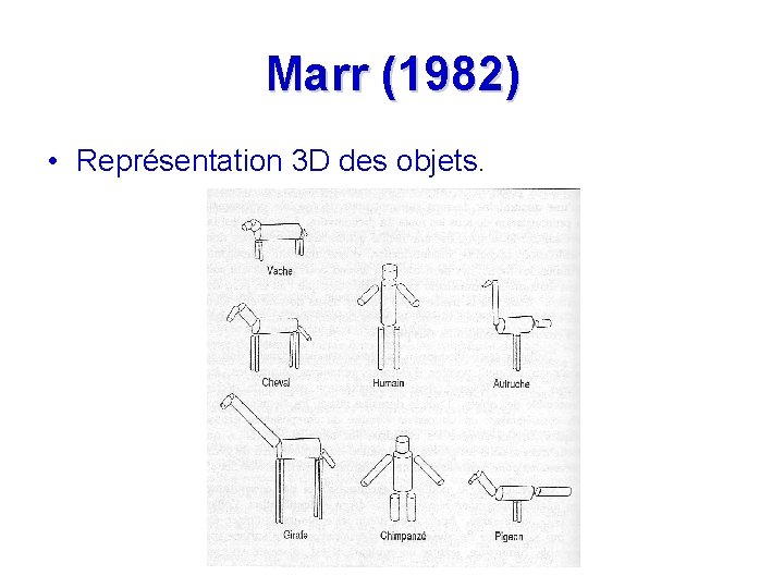 Marr (1982) • Représentation 3 D des objets. 