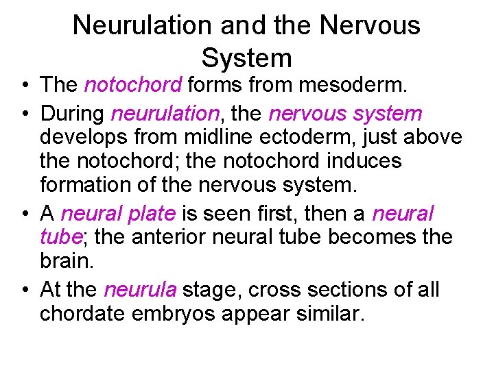 Neurulation and the Nervous System • The notochord forms from mesoderm. • During neurulation,