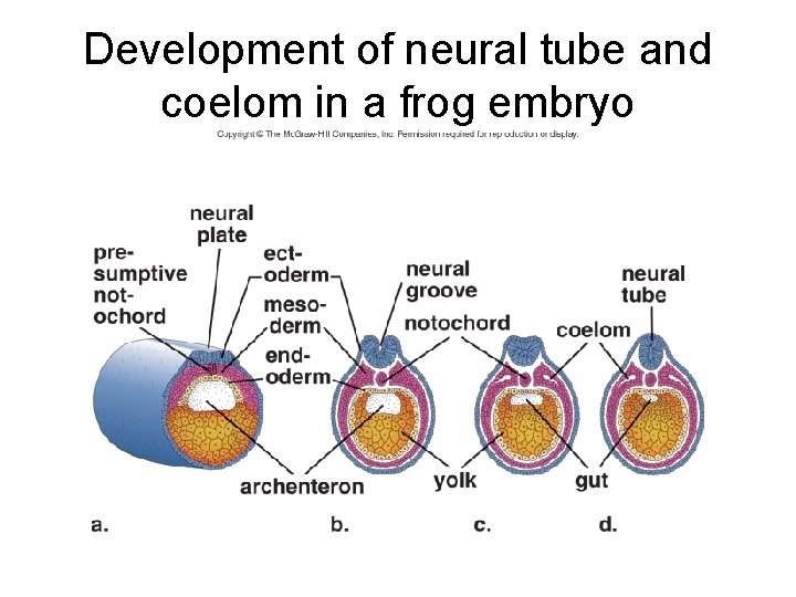 Development of neural tube and coelom in a frog embryo 