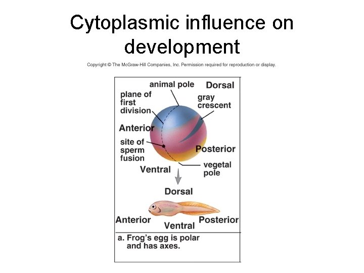 Cytoplasmic influence on development 