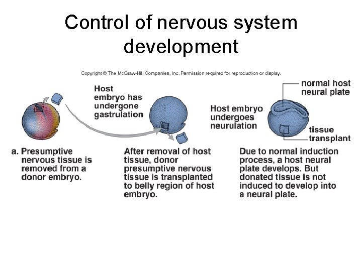 Control of nervous system development 