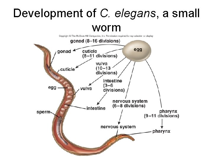 Development of C. elegans, a small worm 
